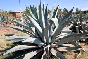 Different agave species from a field in Los Altos