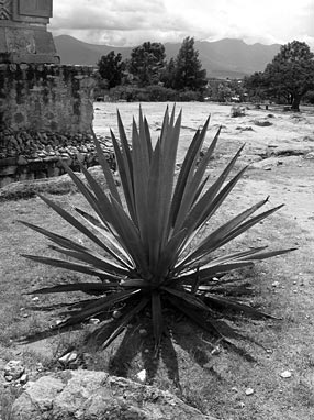 Agave at Mitla ruins, Oaxaca