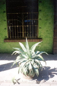 Agave plant in Zihuatanejo