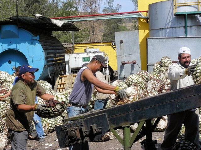 Loading piñas at Tequilana