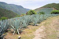 Oaxaca landscape