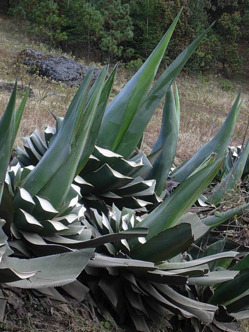 Wild maguey prepared for harvesting