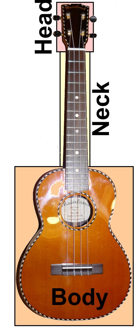 Uke anatomy
