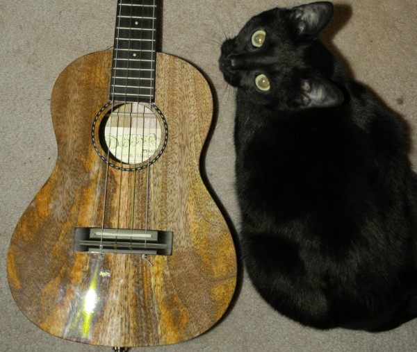 Pono tenor-mango: the perfect cat-sized ukulele! Abby is a very small cat, so this gives you an indication of the body size.
