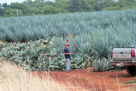 Agave field with hijuelos