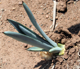 Agave shoot poking up through the soil