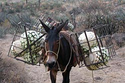 Transporting pias by donkey