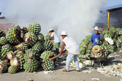 Chopping agaves for cooking