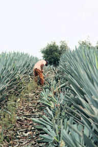 Workers tend agave field